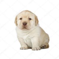 Rumi Santillán Echevarría